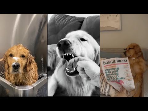 funny tik tok video | golden retriever funny compilation