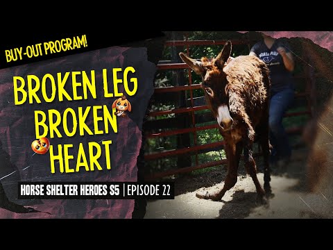 Horse Shelter Heroes S5E22 - Broken Leg Broken Heart