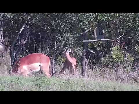 Djuma: Impalas with lambs - 07:40 - 11/16/21