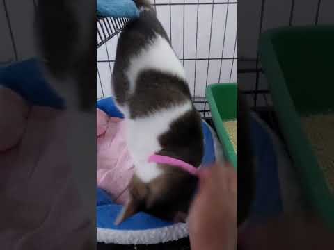 Domestic Short Hair Cat For Adoption - 3 Years, Gardenia The Affectionate Cat from Subang Jaya, Se..