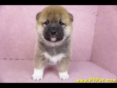 01/11赤色柴犬母幼犬2號