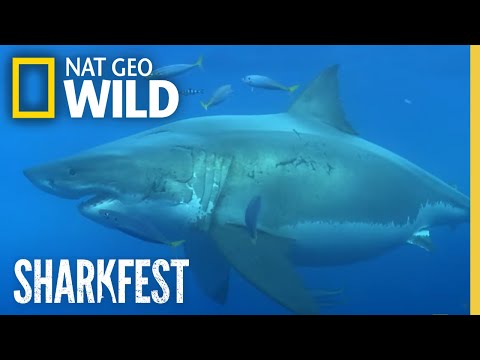 Shark Queens | SharkFest | National Geographic WILD