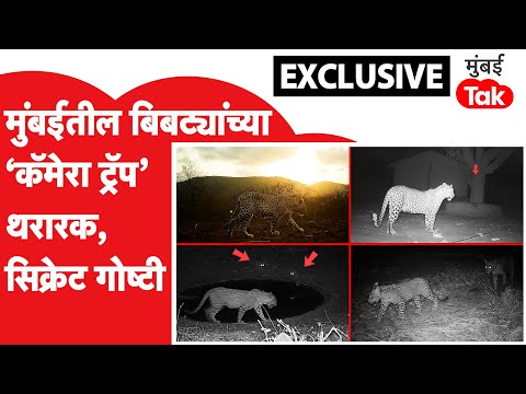 Mumbai Leopard Attack ते कॅमेरामधून समोर आलेलं त्यांचं सिक्रेट जगणं | Aarey Colony Bibtya Video
