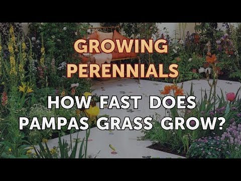 image-Can I grow pampas grass in Zone 5?