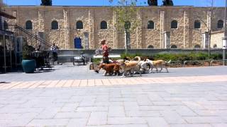 Jerusalem dog walker