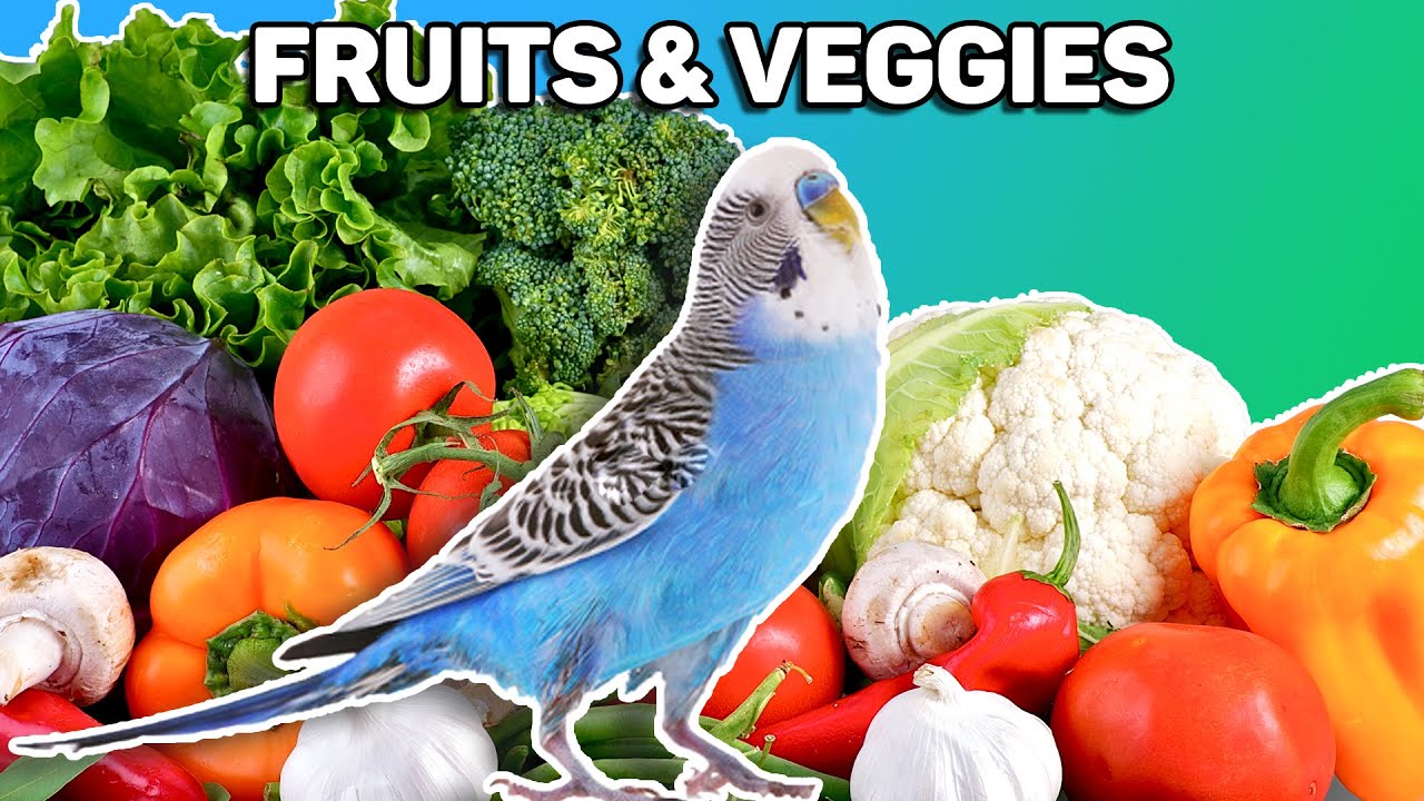 ¿Qué frutas y verduras pueden comer los periquitos? 1 ¿Qué frutas y verduras pueden comer los periquitos? 1