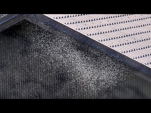 Roj letečih mravelj