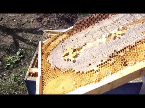 284. Restrangerea si impachetarea stupilor : pro sau contra