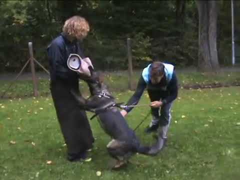 Penny z udoli Upy Dinoso vom Eisernen Kreuz x Chalseaz udoli Upy  obrana 10 mesicu