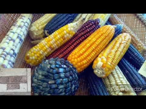 Pasacalles Sanjuanitos y Albazos Ecuatorianos viejitos