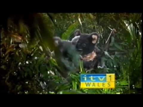 ITV1 Wales 'I'm A Celebrity' Koala ident - 2003