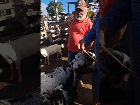 preço daos caprinos e ovinos em tabira Pernambuco