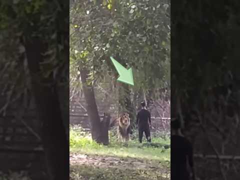 Drunk Man vs Lion 😱