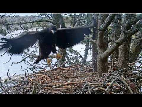 Smola Norway Eagle Cam ~ Go Elida Go! Vigorous Wing Flapping & Hops 7.6.18