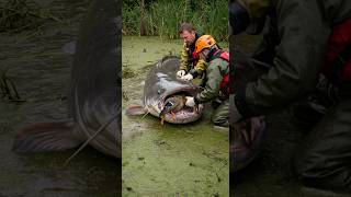 Rescuing a wild duck from a giant catfish