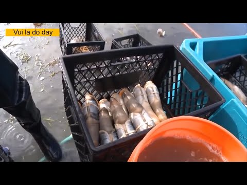 Amazing catching razor clams
