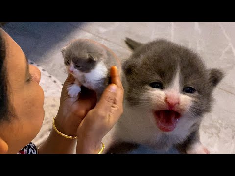 New Kitten's🐈🐱Chinna karupan pasakarana irukaney😍