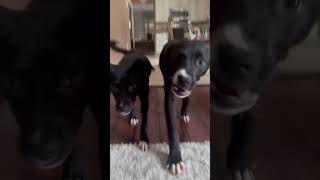 Video preview image #1 Labrador Retriever-Unknown Mix Puppy For Sale in Oakhurst, NJ, USA
