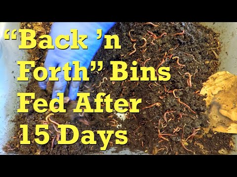 "Back-n-forth" style fed worm bins checked after another 15 days - vermicompost