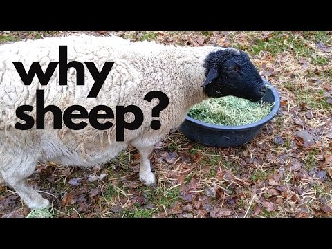 6 Reasons to Add Sheep to Your Homestead [especially for first-timers]
