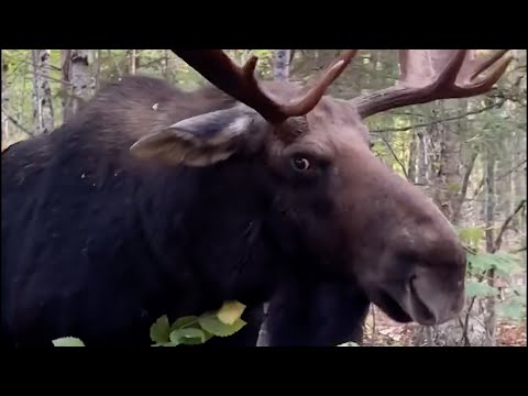 Watch man's close encounter with bull moose in Maine before it charges at him