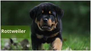 Rottweiler from Yugoslavia 
