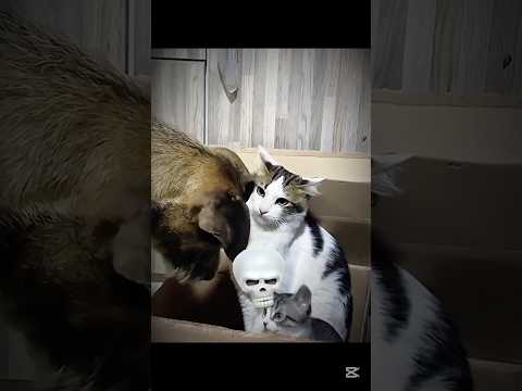 Mother cat protection ☠️