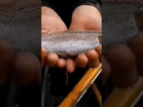 Canoe Fishing Rolley Lake
