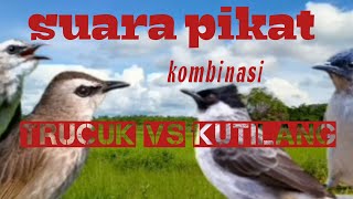 Download lagu suara pikat KOMBINASI trucuk vs kutilang mp3 Download lagu suara pikat KOMBINASI trucuk vs kutilang mp3