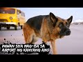 Ang ASO na INIWAN Mag-isa sa AIRPORT ng kanyang AMO | A Dog Named Palma (2021) | Tagalog Movie Recap