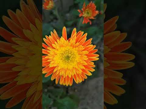 gerbera🏵️#flowers #gerberas