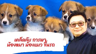 เคล็ดลับการนำสัตว์เลี้ยงขึ้นรถ เคล็ดลับการนำสัตว์เลี้ยงขึ้นรถ