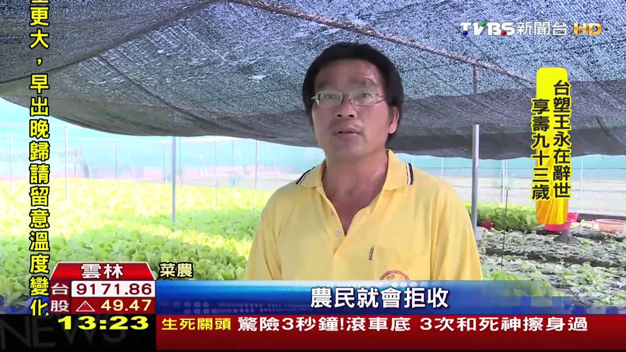 小白菜價格跌至1斤2元 菜園免費開放