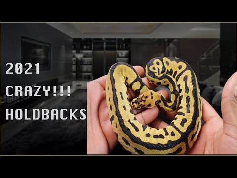 Crazy Holdbacks from our 2021 season II Distinct Reptiles