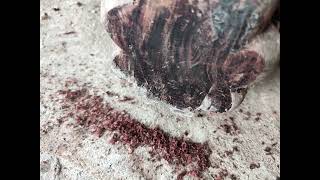 Sập cổ Gỗ Trắc Ta  mấy trăm năm .kt:2m3x1m6