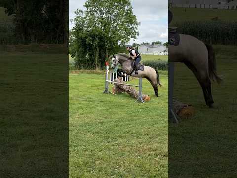 15hh Connemara Gelding - Image 2