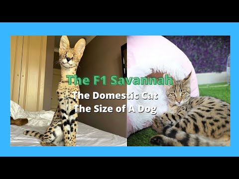 F1 Savannah Cats - Half Serval Cat  & Half Domestic Exotic Cats (2021)