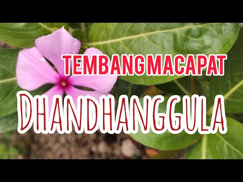 download lagu mp3 mp4 Gending Jawa Semut Ireng Mp3, download lagu Gending Jawa Semut Ireng Mp3 gratis, unduh video klip Gending Jawa Semut Ireng Mp3