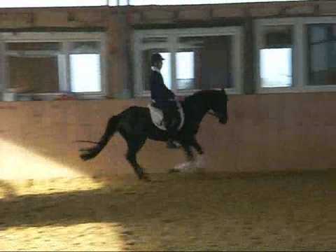 Schwarzer Trakehnerhengst