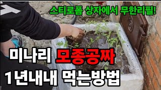 마트 미나리 먹고 이렇게 공짜로 모종 만들어 한번만! 심으면 평생 먹어요! #미나리삽목 #미나리재배 #미나리…
