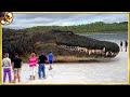 Abnormally Large Animals That Are Actually Real