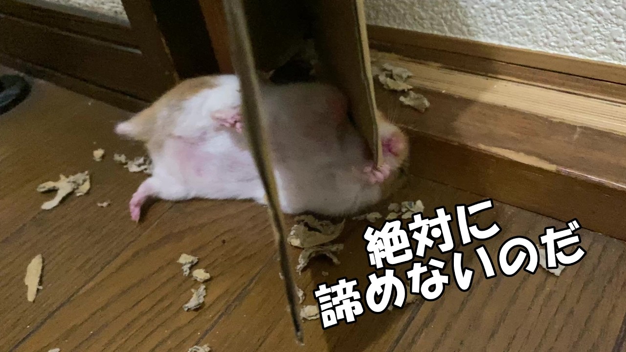 とめてもとめても家を壊し続けるハムスター