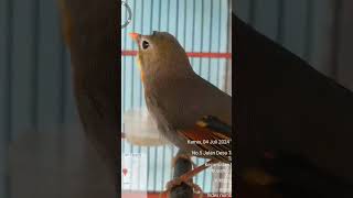 Download lagu burung robin gacor dorrr mp3