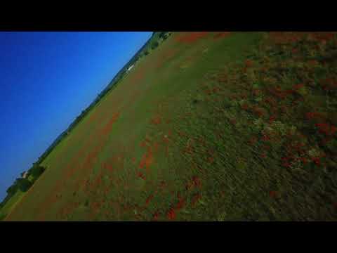 Poppy Fields