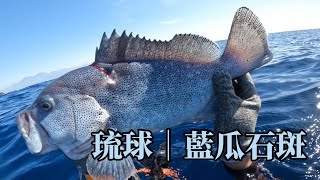 【海野人 Spearfishing 】海中藍寶石 稀有極品 藍瓜石斑  #小琉球漁獵 #自由潛水 #漁獵 #打魚 #小琉球 #藍瓜石斑 #藍寶堅尼 #藍寶石 #藍色石斑