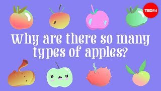 Why are there so many types of apples? - Theresa D