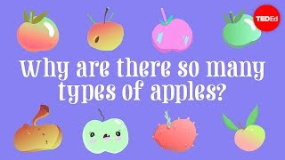 Why are there so many types of apples? - Theresa Doud