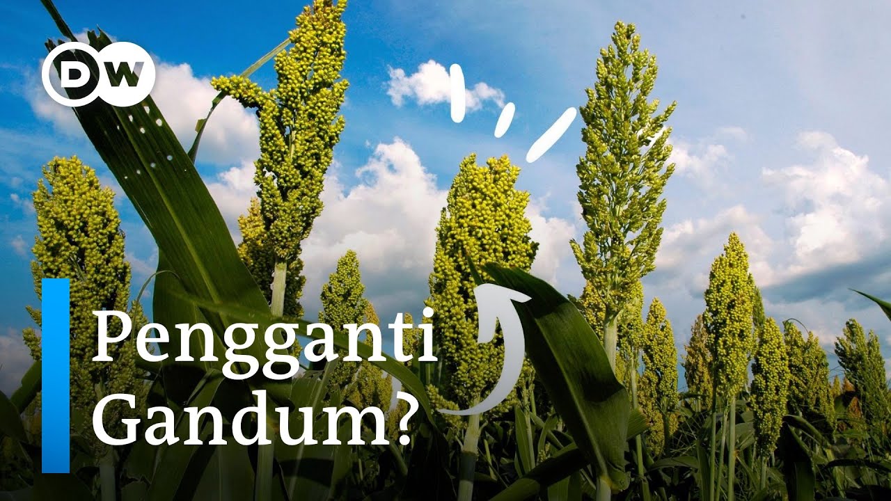 Makanan Pokok Asia Ini Dilirik Petani Jerman Karena Bisa Ditanam di Lahan Kering | DW Inovator