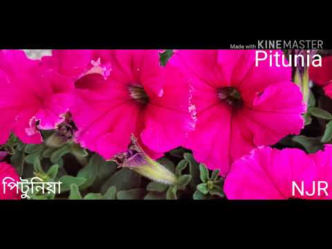 Best winter flower:Petunia