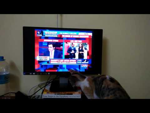Cat doesn't want to listen to Arnab Newshour